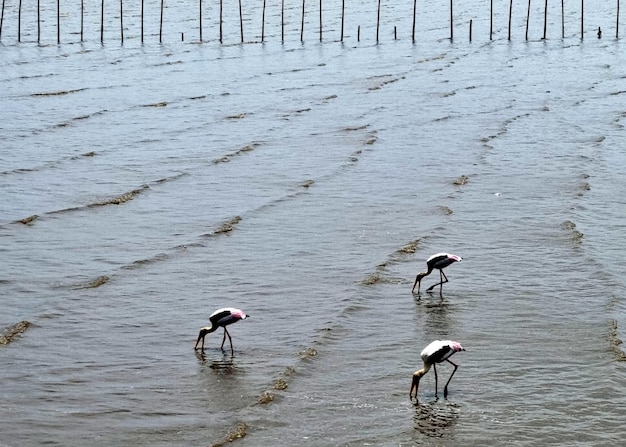 El grupo de aves asiáticas de pico abierto encontrando moluscos en la orilla del mar