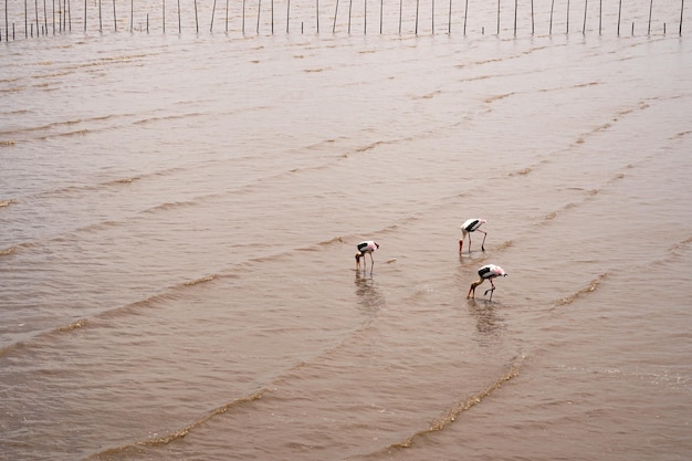 El grupo de aves asiáticas de pico abierto encontrando moluscos en la orilla del mar