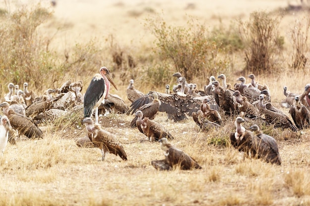 Grupo de aves carroñeras en África