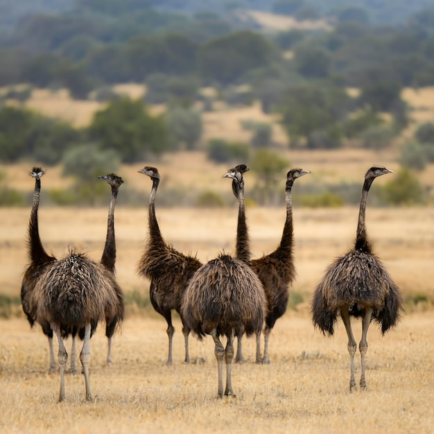 Grupo de aves emú en la naturaleza