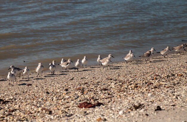 Foto un grupo de aves pluvialis squatarola de vientre negro en las arenas blancas del paso de las almejas
