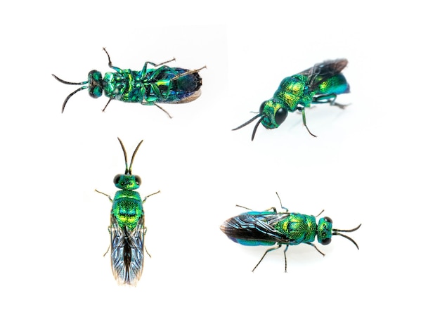 Grupo de avispa cuco metálico Chrysididae aislado sobre fondo blanco Animales insectos