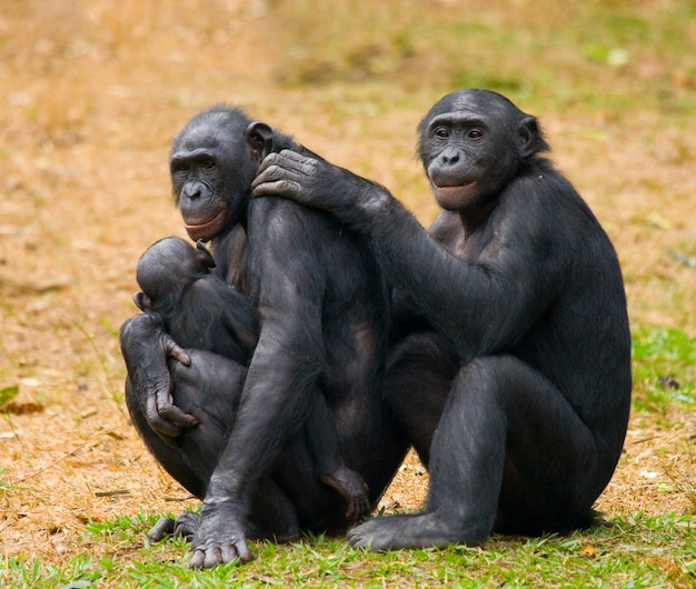 Grupo de Bonobos. República Democrática del Congo. Parque Nacional Lola Ya Bonobo.