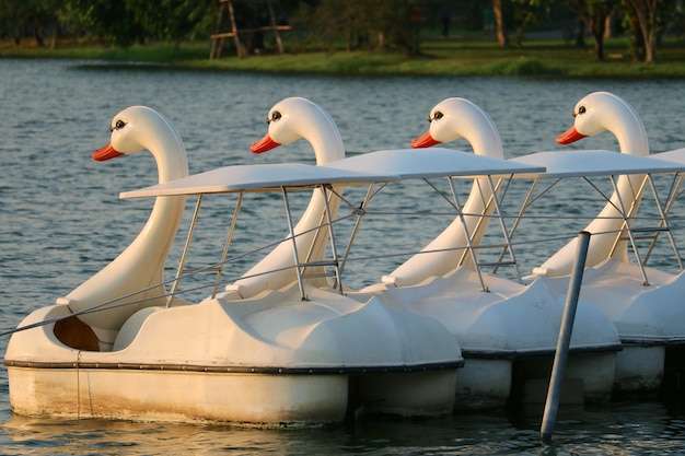 Grupo de botes de pedales Swan vacíos flotando en el lago en un parque