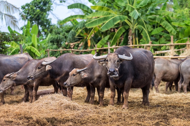 Grupo de búfalo tailandés en la granja, Tailandia