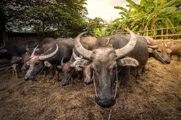 Grupo de búfalo tailandés en la granja, Tailandia