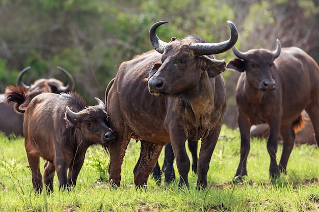 Un grupo de búfalos africanos se encuentra en el Parque Nacional Tsavo, Kenia.