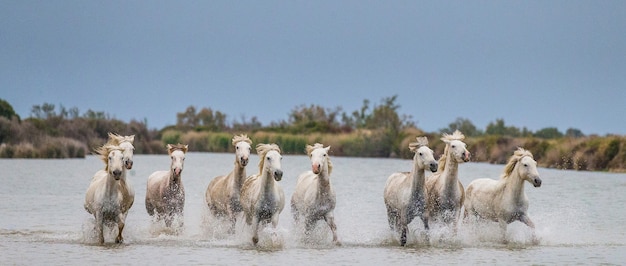 Un grupo de caballos blancos de Camargue corriendo en el agua