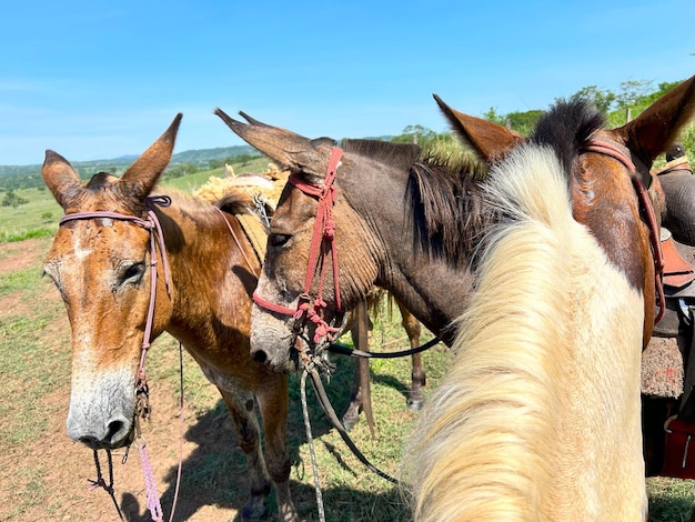 un grupo de caballos con una brida roja en sus cabezas