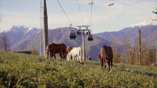 Un grupo de caballos están en un telesilla.