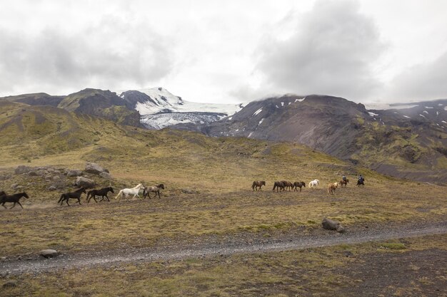 Un grupo de caballos galopando alrededor de Landmannalaugar, Islandia