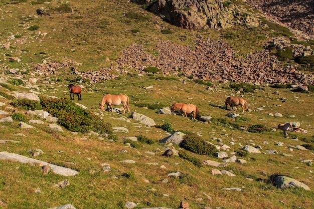 Grupo de caballos marrones salvajes que pastan en las altas montañas.