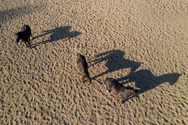 Grupo de caballos de pura sangre caminando y pastando en el potrero cerca del establo Sombra de la tarde larga noche Hermosos animales en la granja o rancho Vista aérea superior desde drone