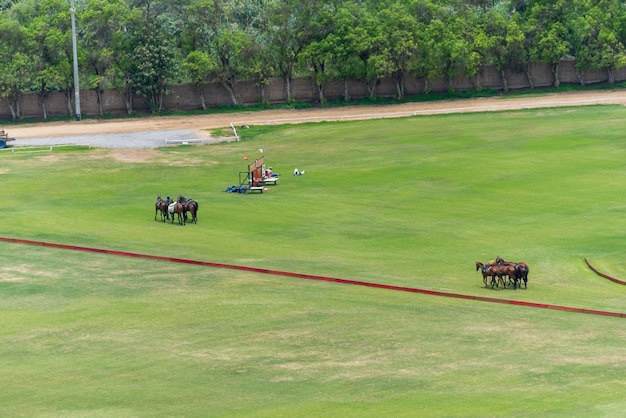 Un grupo de caballos solía jugar al polo en un campo en las afueras de Lima Perú