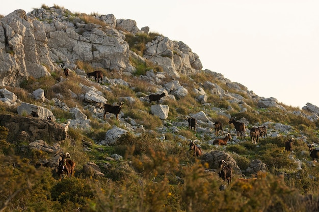 Grupo de cabras comiendo y descansando sobre una colina de montaña en el amanecer de la mañana en Cantabria