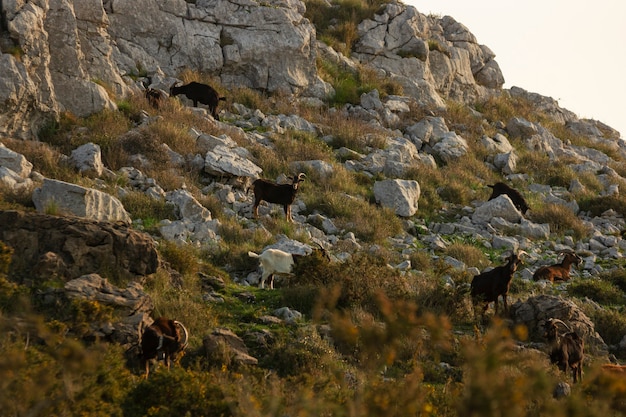 Grupo de cabras comiendo y descansando sobre una colina de montaña en el amanecer de la mañana en Cantabria