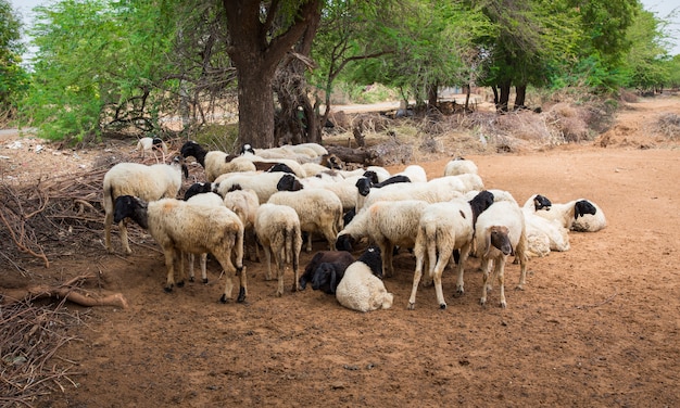 Grupo de cabras o ovejas indias en pueblo