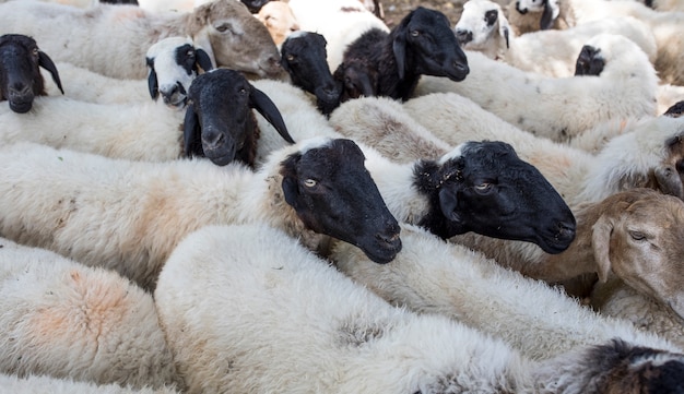 Grupo de cabras o ovejas indias