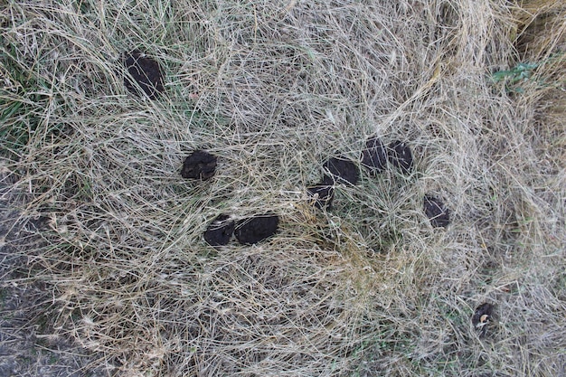 Un grupo de caca en la hierba.