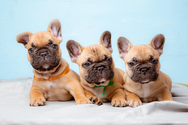 Un grupo de cachorros de bulldog francés sobre un fondo azul.