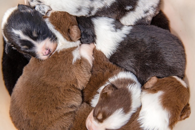 Un grupo de cachorros duermen uno encima del otro.