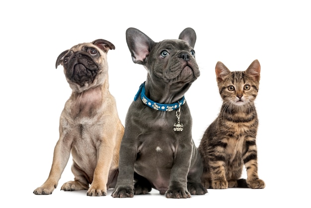 Grupo de cachorros y gato sentado