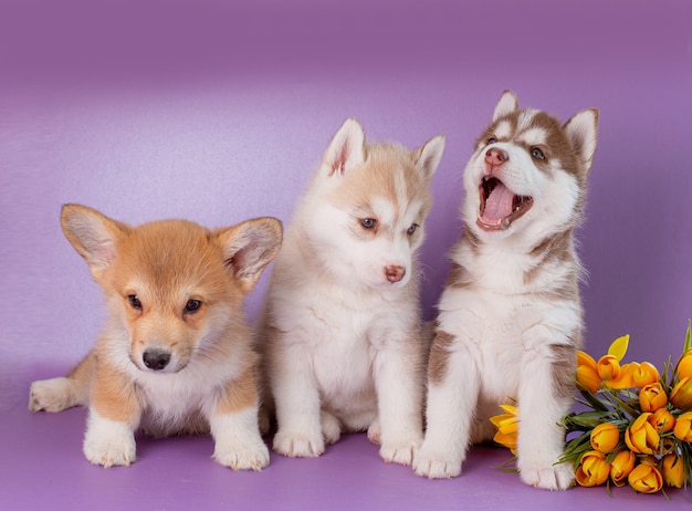Grupo de cachorros de husky siberiano y corgi con flores