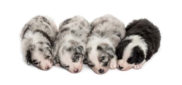 Grupo de cachorros mestizos durmiendo en una fila aislado en blanco