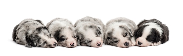 Grupo de cachorros mestizos durmiendo en una fila aislado en blanco