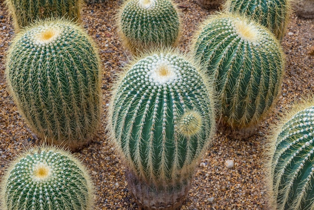 Grupo de cactus bola de oro