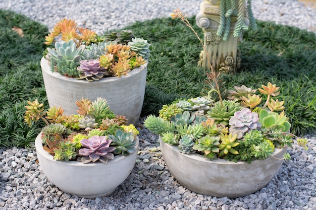 Grupo de cactus en una decoración de maceta en el jardín de flores, planta suculenta