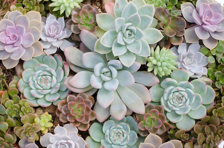 Foto grupo de cactus en una maceta