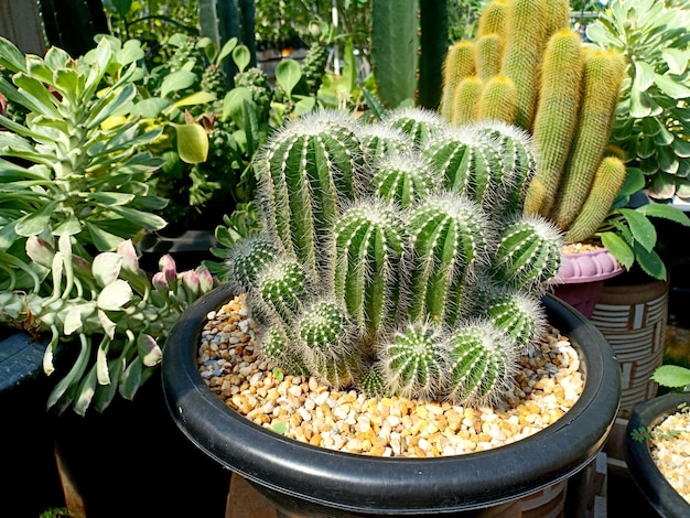 Un grupo de cactus en la olla