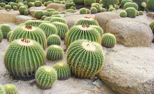 Un grupo de cactus redondos enormes que crecen sobre piedras