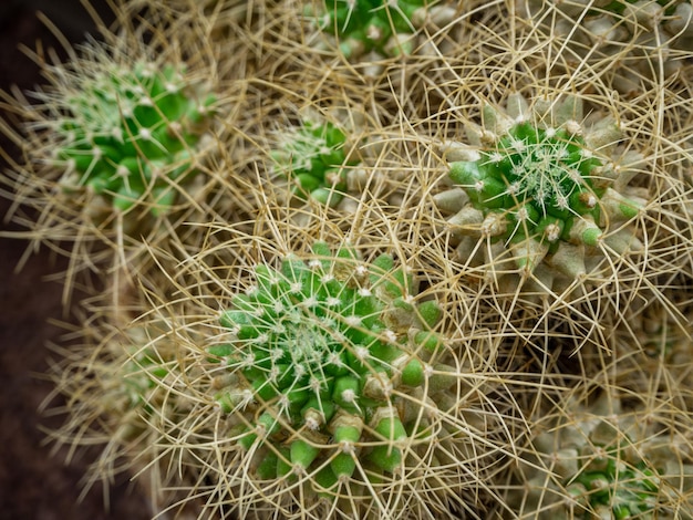 un grupo de cactus tropicales crece en un jardín botánico