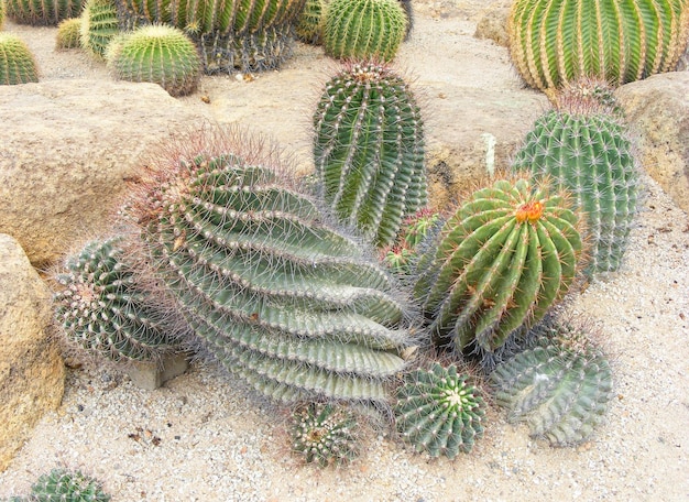 Grupo de cactus verdes que crecen en guijarros