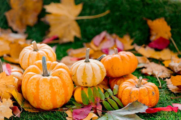 El grupo de calabazas y el ande se va en césped verde.