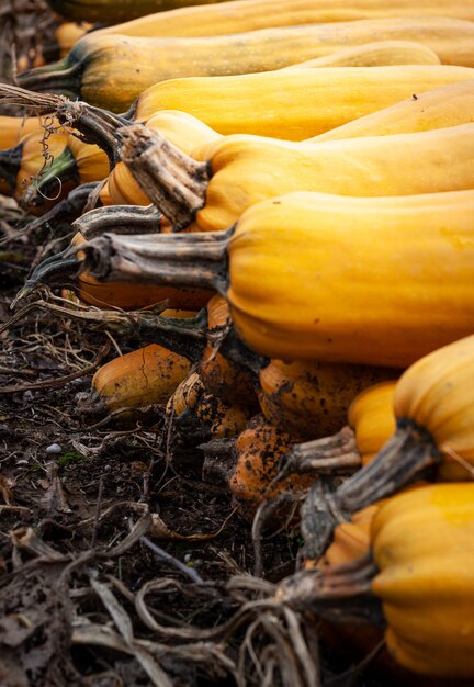 Grupo de calabazas en campo