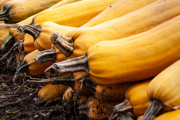 Grupo de calabazas en campo