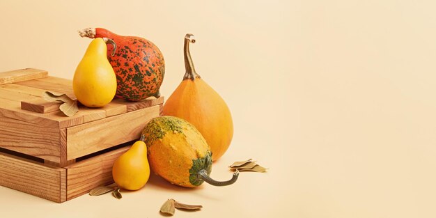 Grupo de calabazas decorativas de pequeñas a grandes en la caja de madera