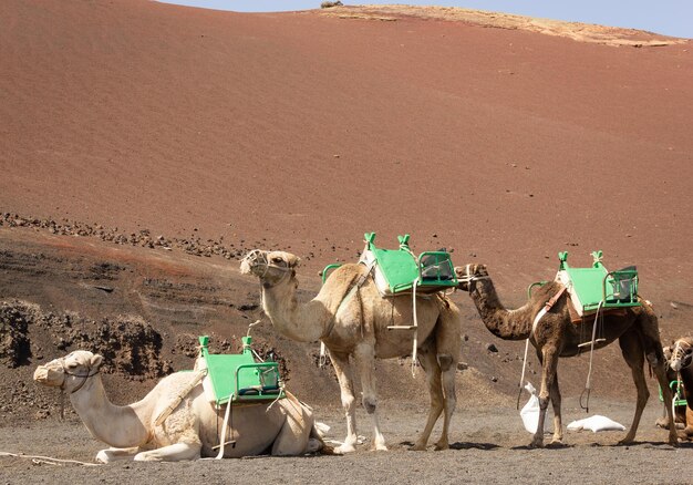 Grupo de camellos descansando y de pie en la zona desértica del Parque Nacional de Timanfaya en un día soleado