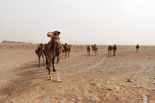 Grupo de camellos en el desierto en un día sombrío