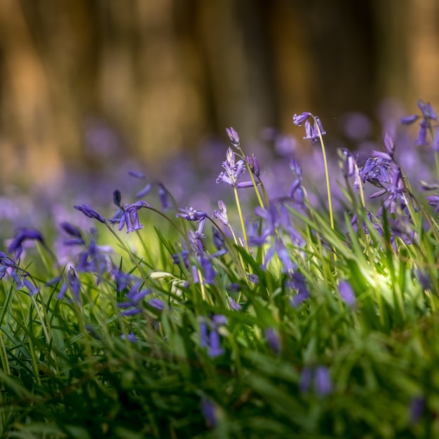 Un grupo de campanillas floreciendo bajo el sol de primavera