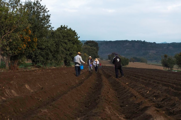 Grupo de campesinos plantando frijoles