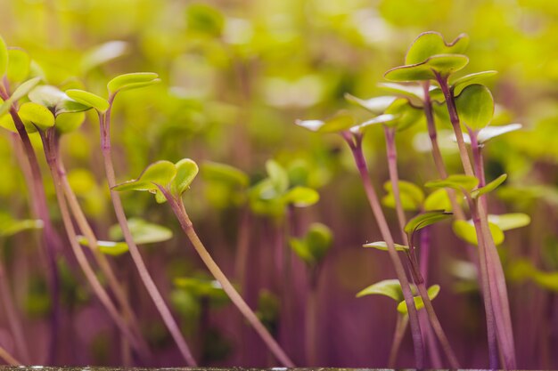 Grupo de campo microgreen de brotes verdes y púrpuras que crecen fuera del suelo hortalizas bajo el sol