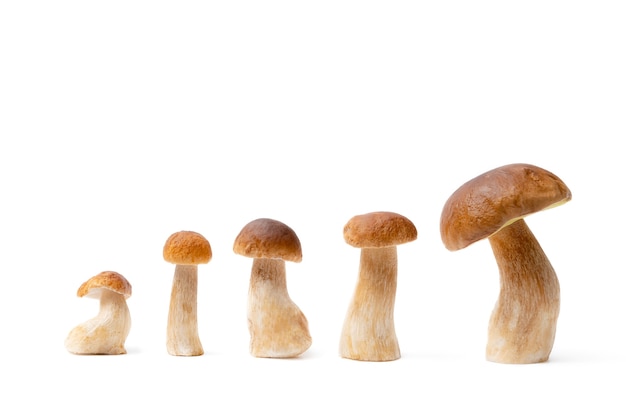 Foto grupo de casquillo marrón boletus edulis aislado sobre fondo blanco.