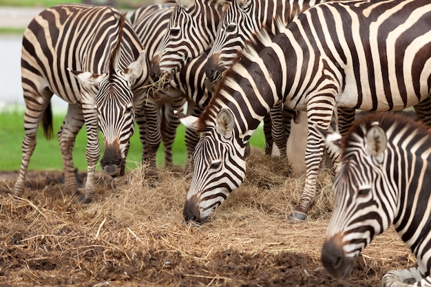 Grupo cebra en una manada en la naturaleza.