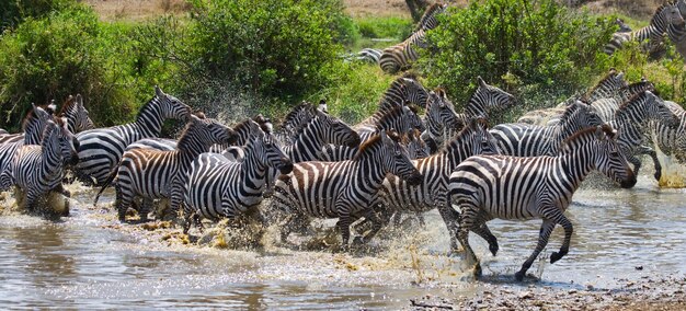 Grupo de cebras corriendo por el agua. Kenia. Tanzania. Parque Nacional. Serengeti. Maasai Mara.