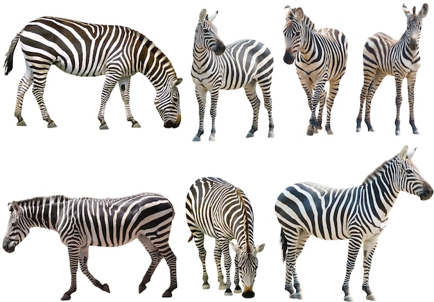 un grupo de cebras en un entorno de vida silvestre Las cebras son animales terrestres que pertenecen a la categoría de mamíferos
