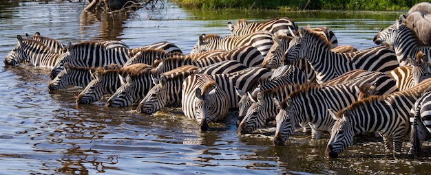 Grupo de cebras está bebiendo agua del río. Kenia. Tanzania. Parque Nacional. Serengeti. Maasai Mara.